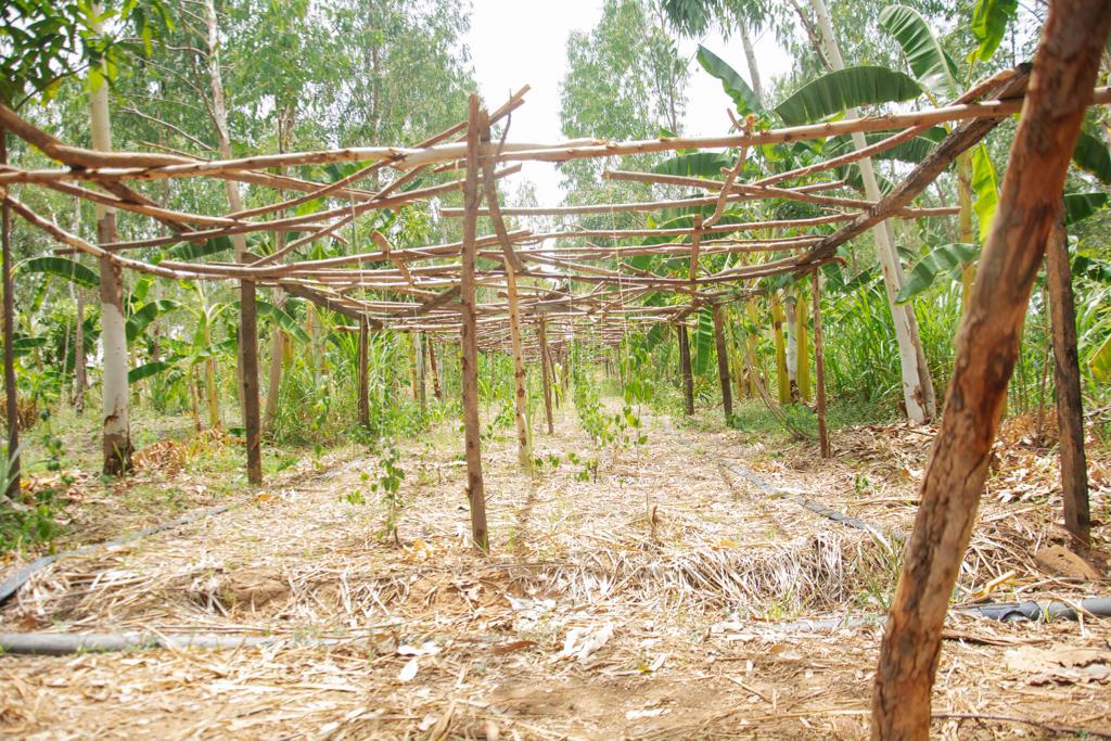 Experts urge moderate application of pesticides on crops